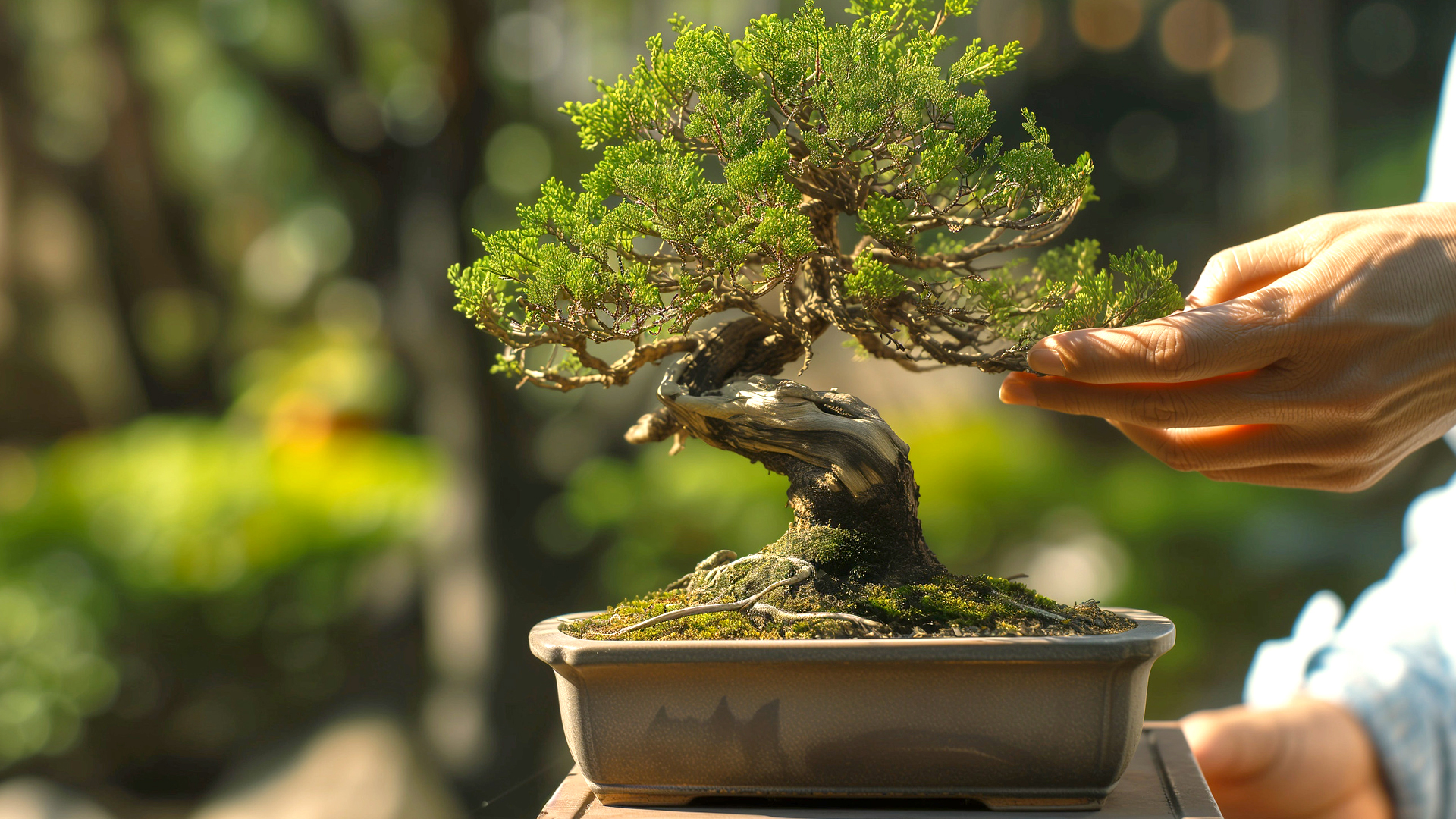 Calendário de cuidados com bonsai