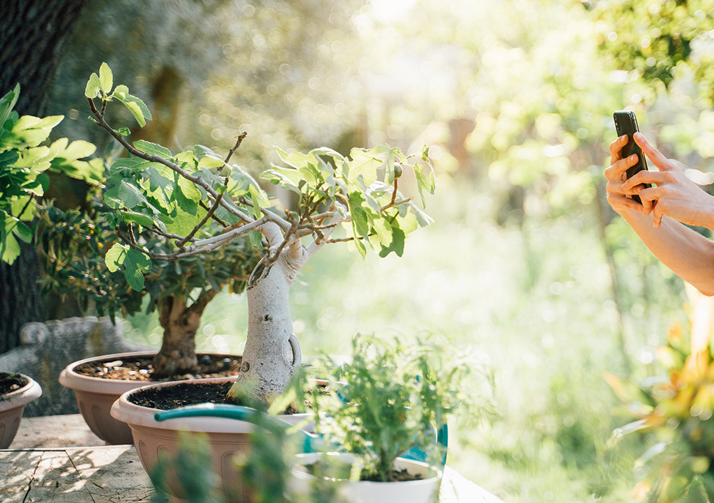 Espécies de Bonsai para Iniciantes no Brasil: 6 Opções Fáceis de Cuidar