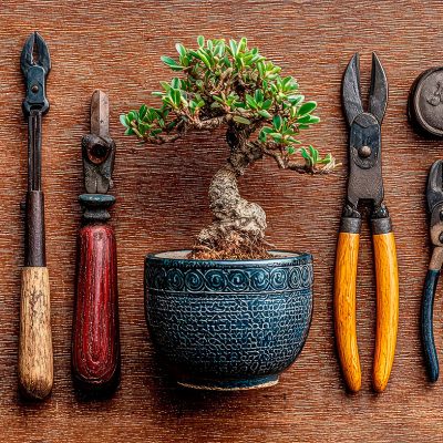 Ferramentas para Bonsai: O Guia Básico para Iniciantes
