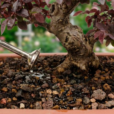 melhor-substrato-bonsai-nacional-alternativas